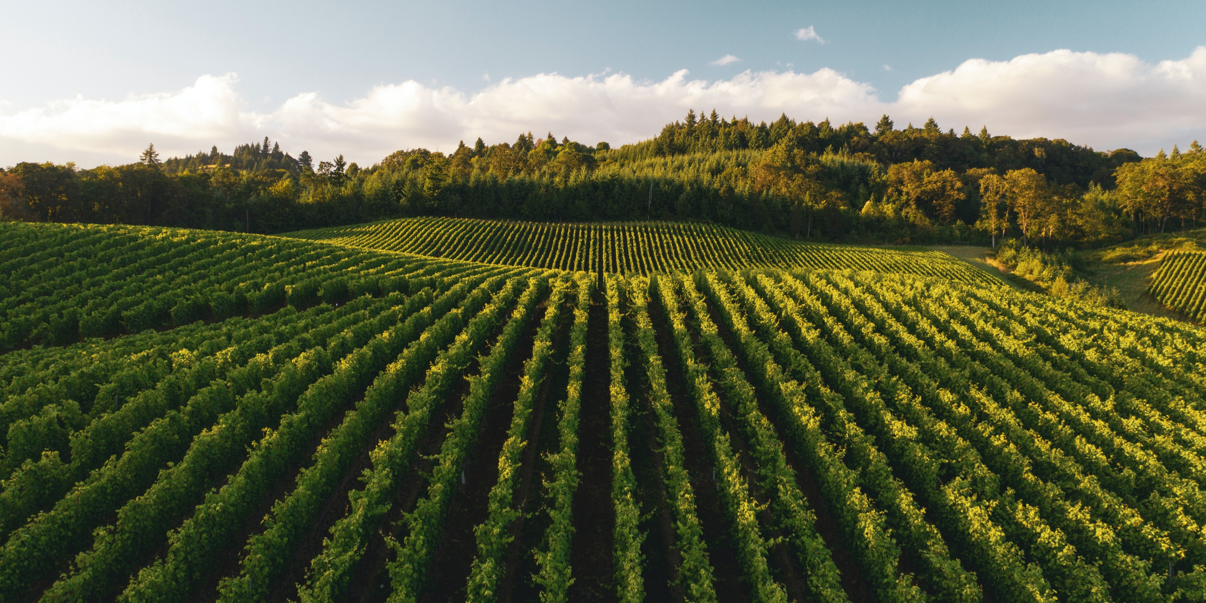 Wine vineyard in the morning